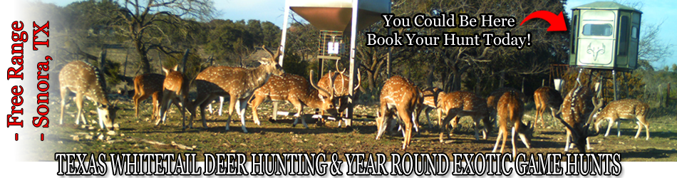 Texas whitetail deer hunts and year round exotic game hunting ranch