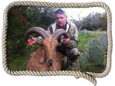 Texas aoudad sheep hunts