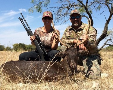Fallow deer hunts in Texas