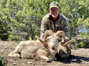 Dall sheep hunting in Texas