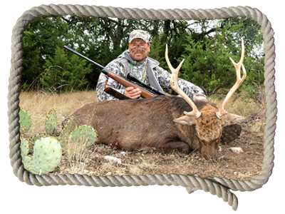 Sika deer hunts in Texas
