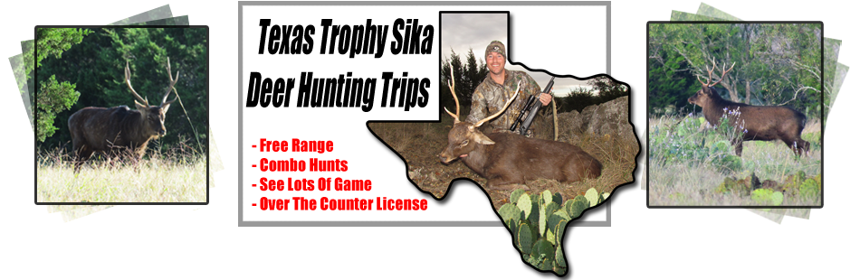 Texas sika deer hunts