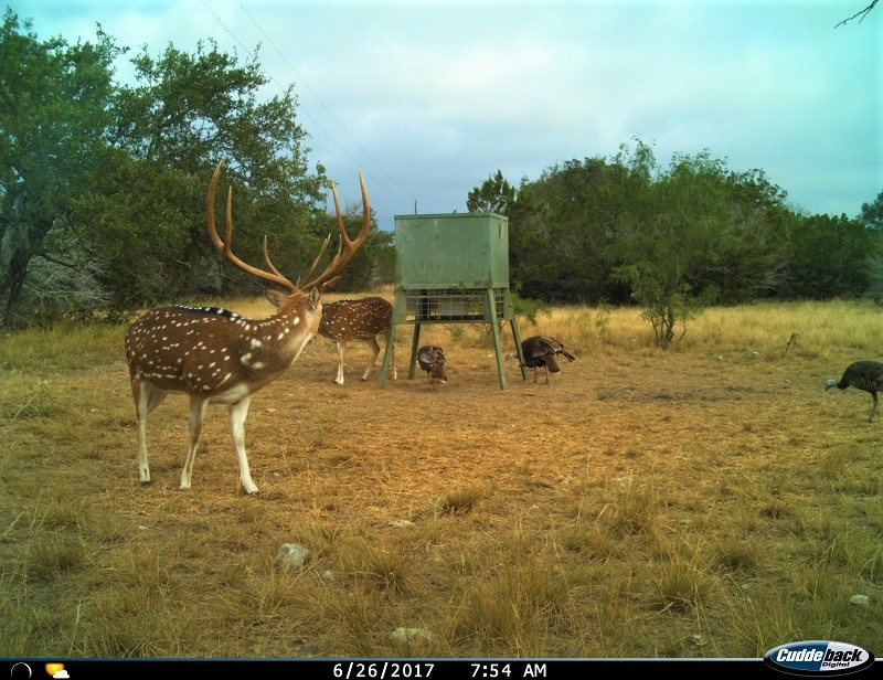 2017 Trail Cam II