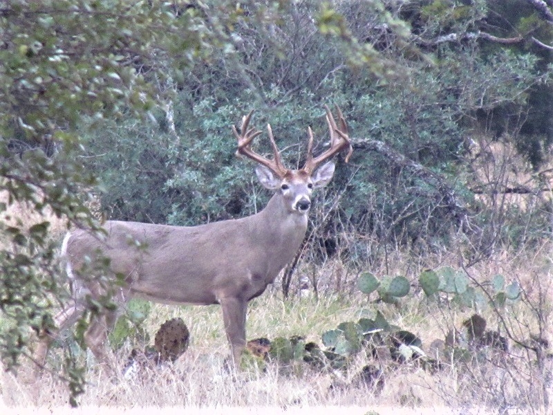 Texas Trophy Whitetail Hunting