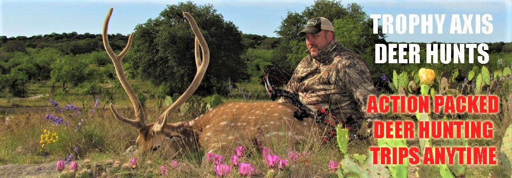 Trophy Axis Deer Hunts in Texas