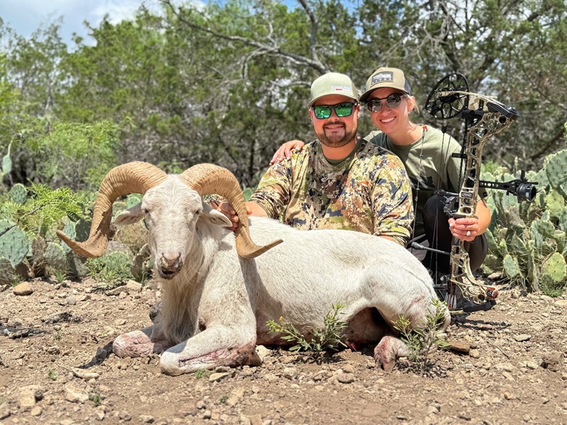 Texas Dall Ram